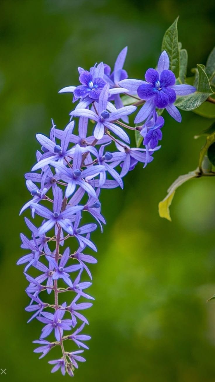 Petrea Volubilis( Neel Monilata)Creepers Pack Of 1