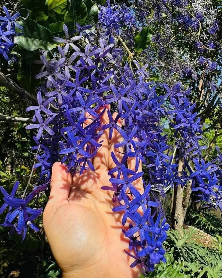 Petrea Volubilis( Neel Monilata)Creepers Pack Of 1