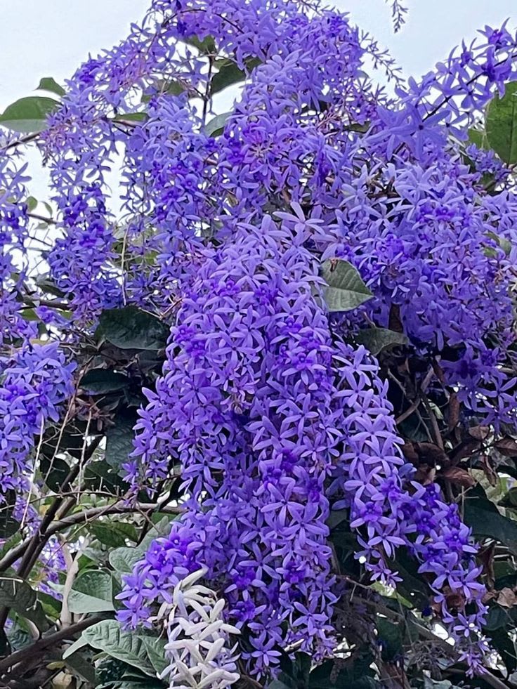 Petrea Volubilis( Neel Monilata)Creepers Pack Of 1
