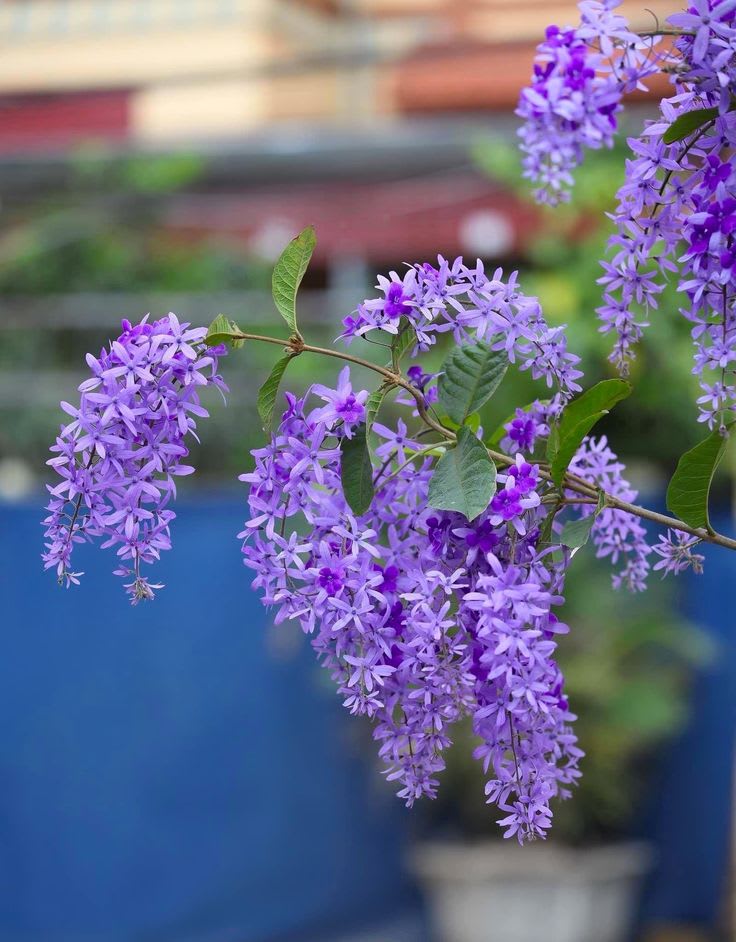 Petrea Volubilis( Neel Monilata)Creepers Pack Of 1