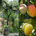 Alphonso Mango Fruit Plant (Hybrid & Grafting ) Pack Of-1