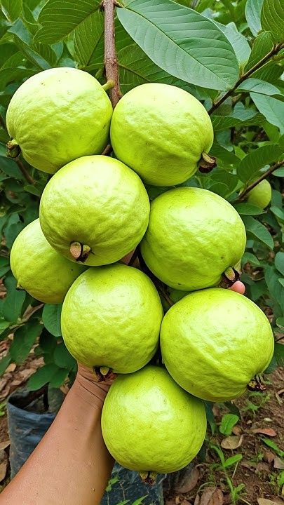 Pink Guava Plant (Pack Of 1)