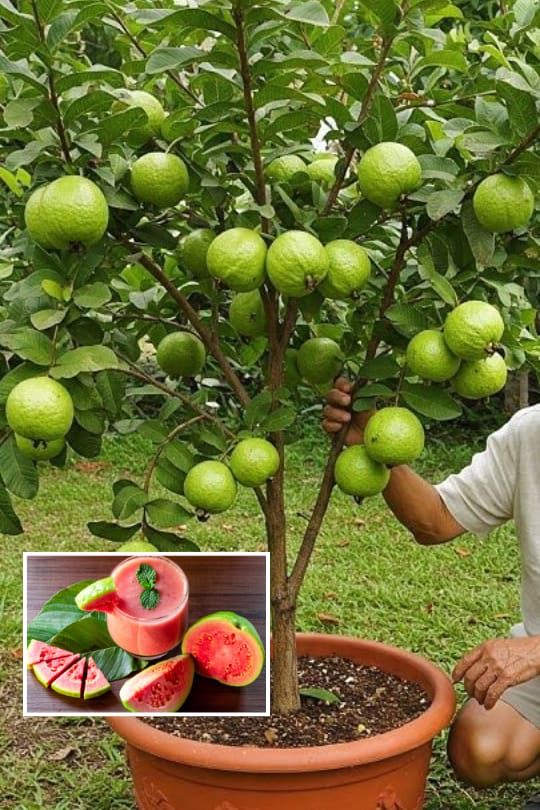 Pink Guava Plant (Pack Of 1)