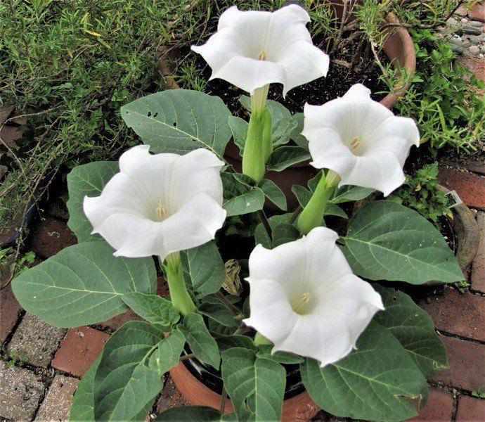 Hybrid White Datura Plant (Pack Of 1)