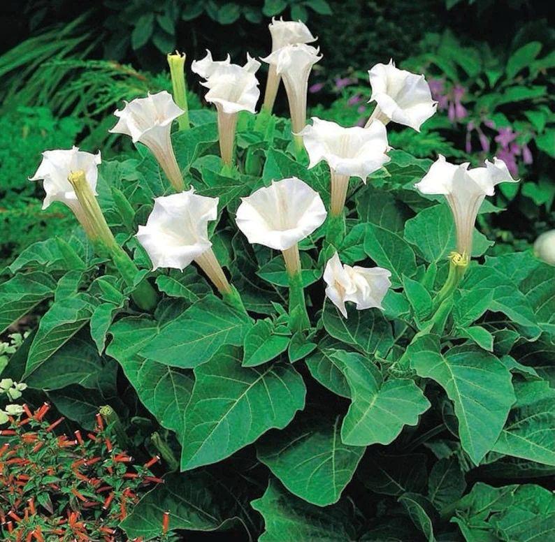 Hybrid White Datura Plant (Pack Of 1)