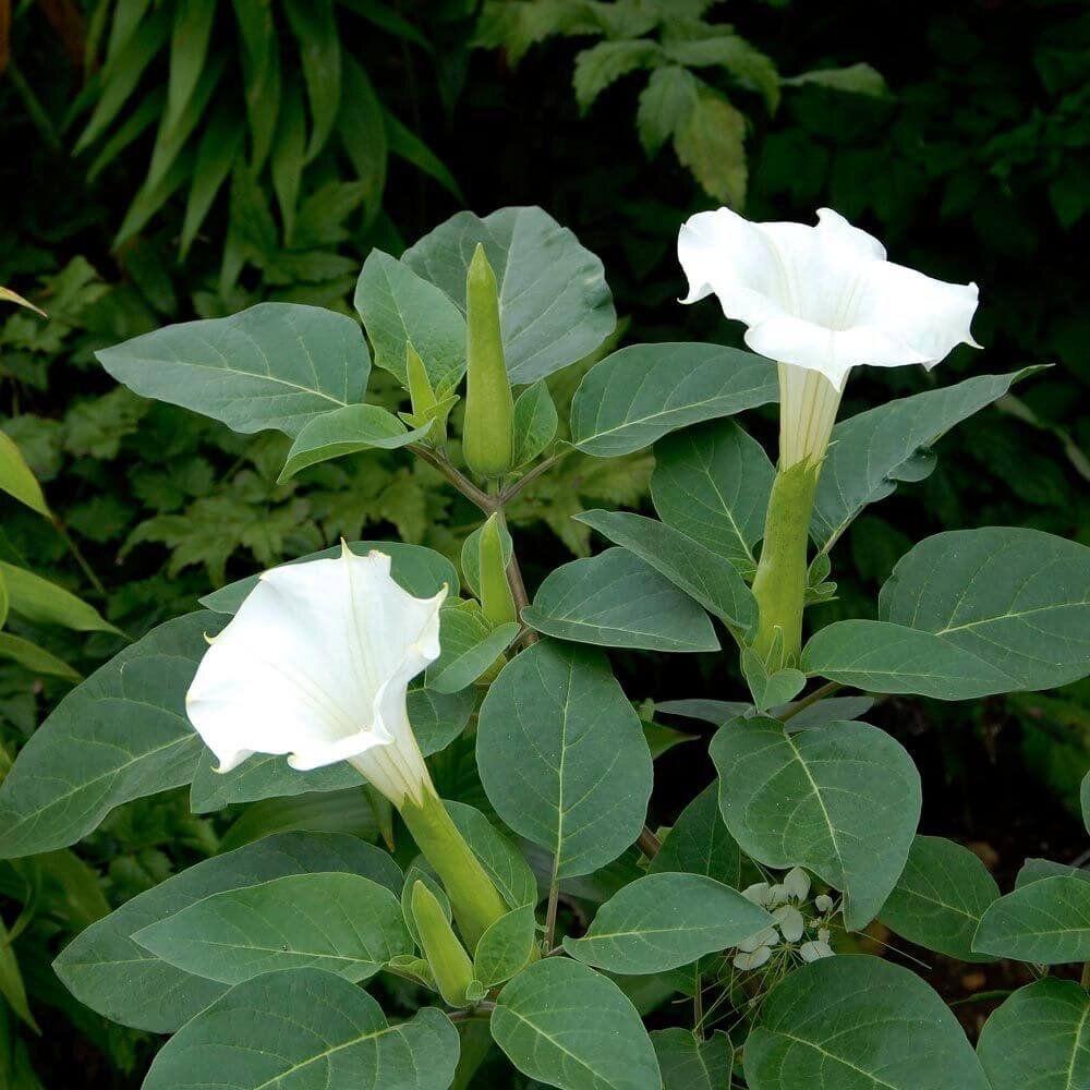 Hybrid White Datura Plant (Pack Of 1)