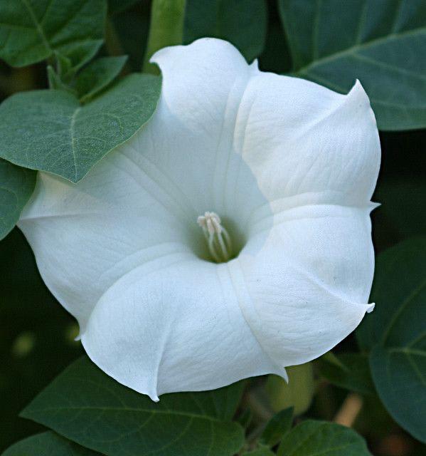 Hybrid White Datura Plant (Pack Of 1)