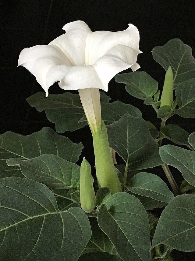 Hybrid White Datura Plant (Pack Of 1)