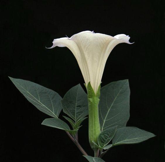 Hybrid White Datura Plant (Pack Of 1)