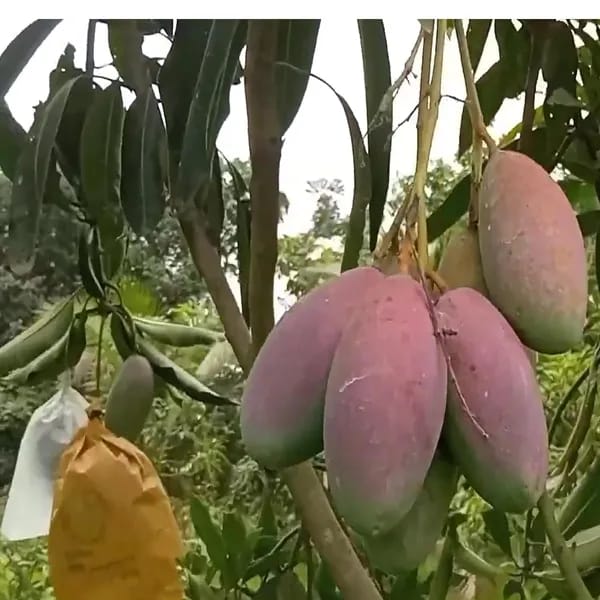 Thai Bari 13 Mango🥭🥭🥭 Grafting Fruit Plant (1.5-3 Feet Height Pack Of 1)