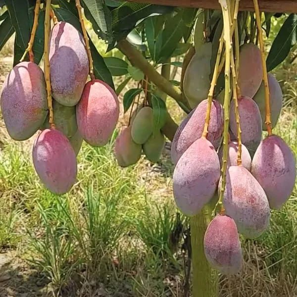 Thai Bari 13 Mango🥭🥭🥭 Grafting Fruit Plant (1.5-3 Feet Height Pack Of 1)