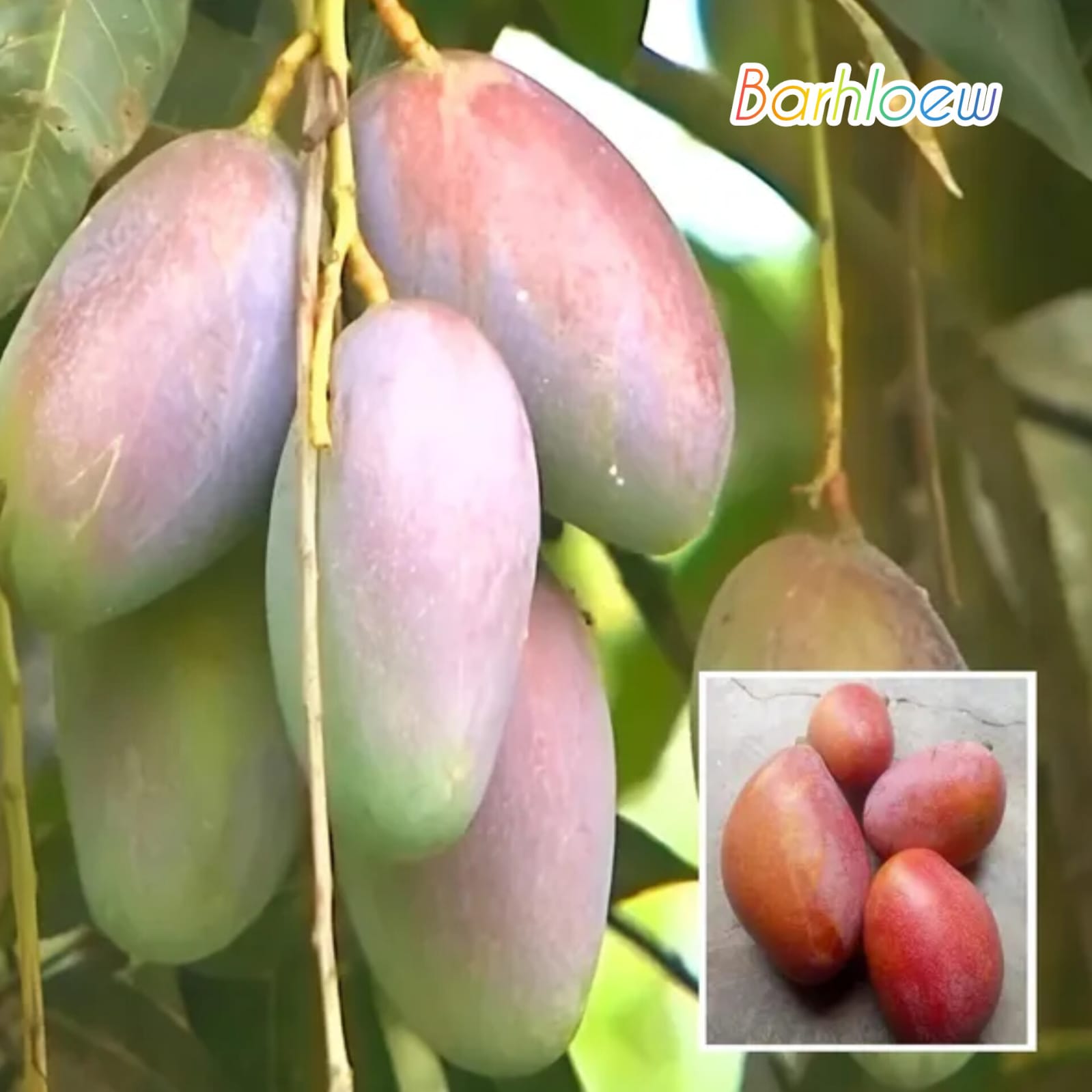 Thai Bari 13 Mango🥭🥭🥭 Grafting Fruit Plant (1.5-3 Feet Height Pack Of 1)