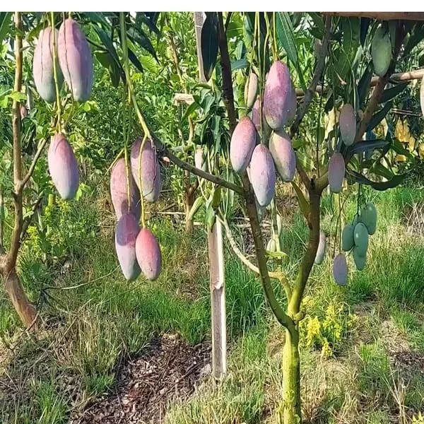 Thai Bari 13 Mango🥭🥭🥭 Grafting Fruit Plant (1.5-3 Feet Height Pack Of 1)