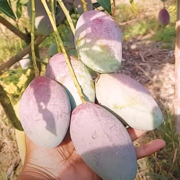 Thai Bari 13 Mango🥭🥭🥭 Grafting Fruit Plant (1.5-3 Feet Height Pack Of 1)