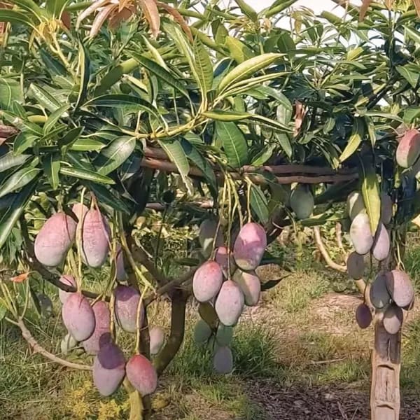 Thai Bari 13 Mango🥭🥭🥭 Grafting Fruit Plant (1.5-3 Feet Height Pack Of 1)