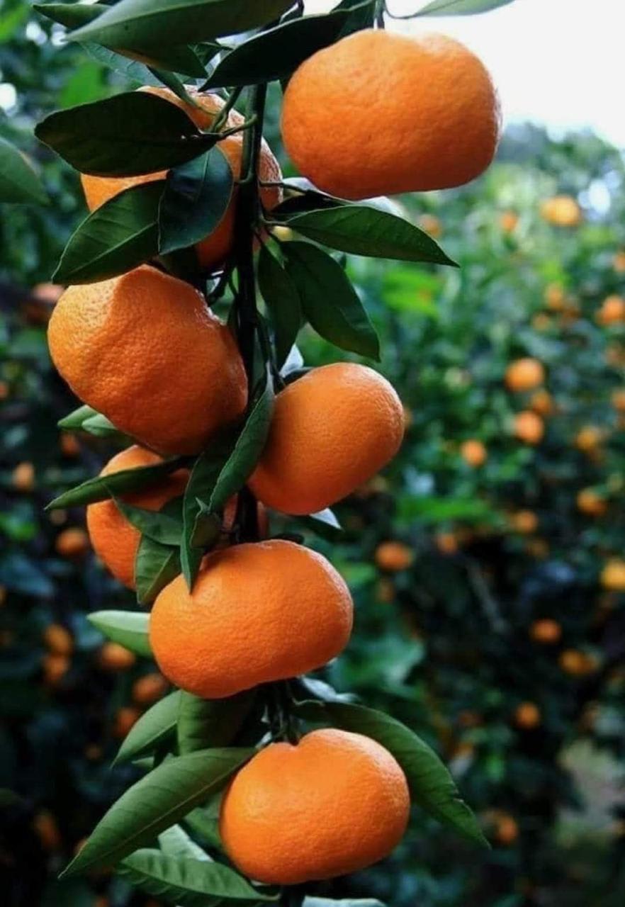 Chinese Orange Fruit Plant (Hybrid & Grifting) Pack Of-1