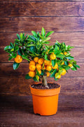 Chinese Orange Fruit Plant (Hybrid & Grifting) Pack Of-1