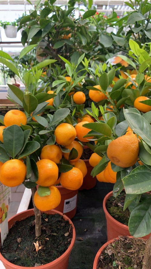 Chinese Orange Fruit Plant (Hybrid & Grifting) Pack Of-1