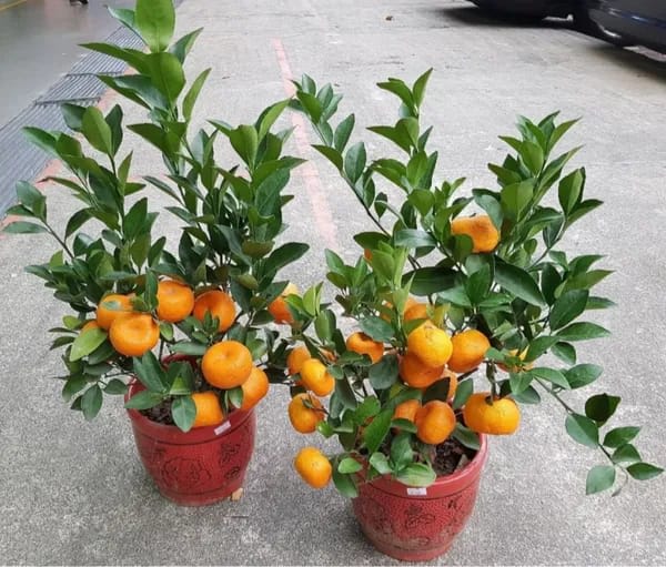 Chinese Orange Fruit Plant (Hybrid & Grifting) Pack Of-1