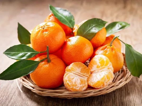Chinese Orange Fruit Plant (Hybrid & Grifting) Pack Of-1