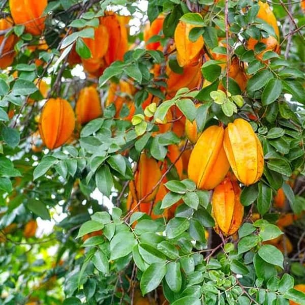 Hybrid Star Fruit Grafting Plant (Pack Of-1)