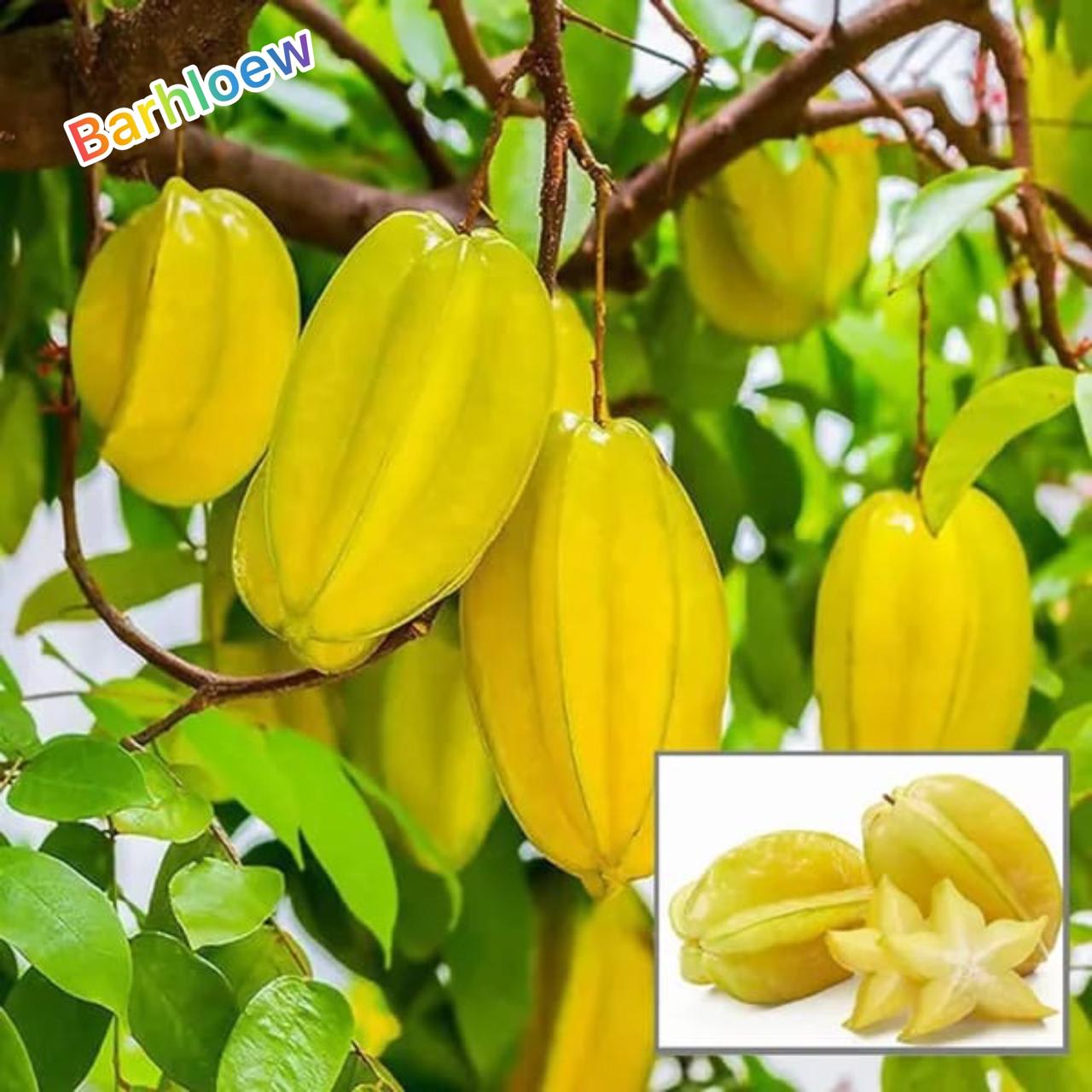 Hybrid Star Fruit Grafting Plant (Pack Of-1)