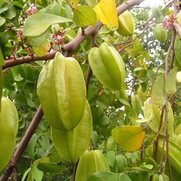 Hybrid Star Fruit Grafting Plant (Pack Of-1)