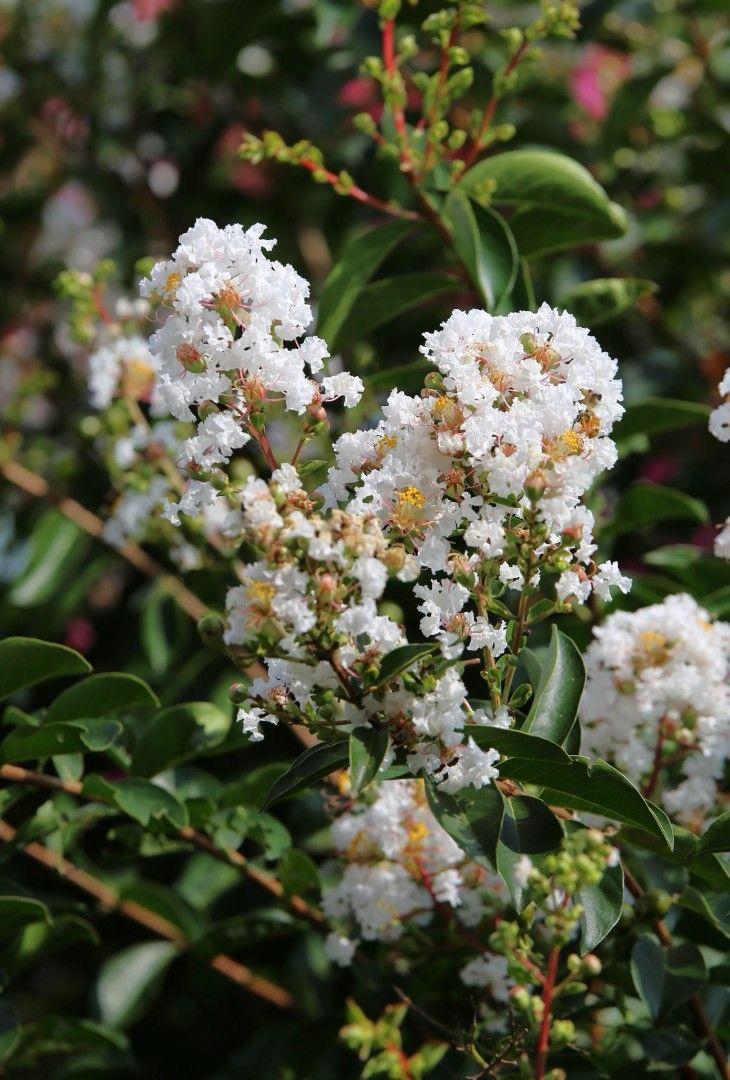 Hybrid Furush White Flower Plant (Pack Of-1)