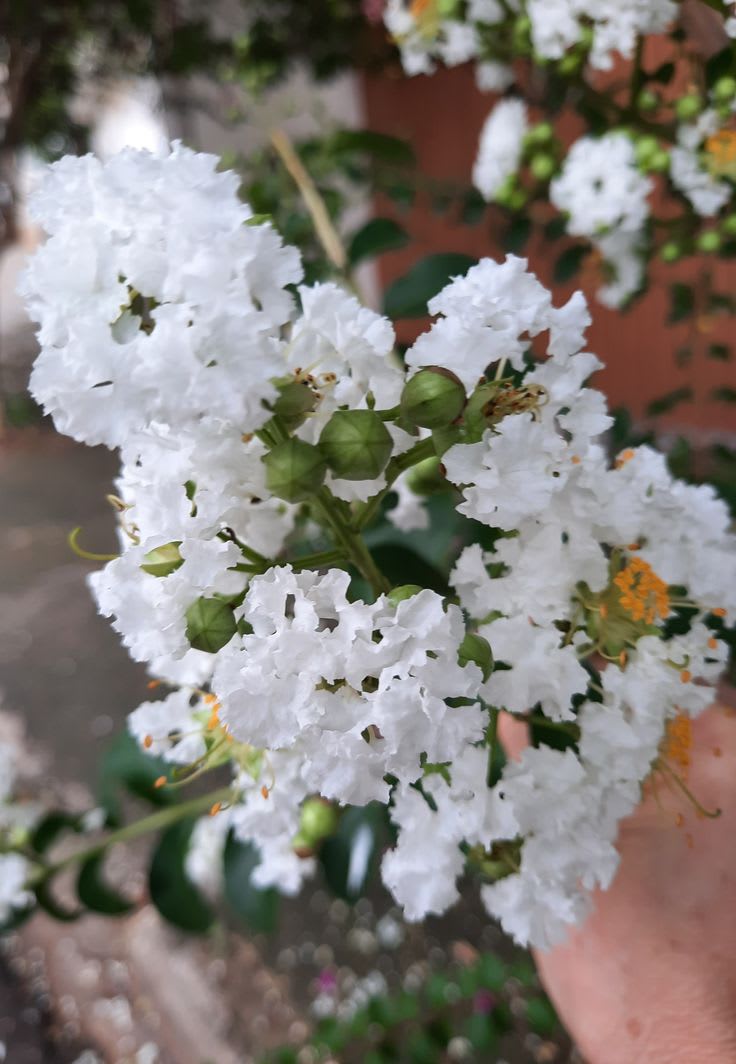 Hybrid Furush White Flower Plant (Pack Of-1)