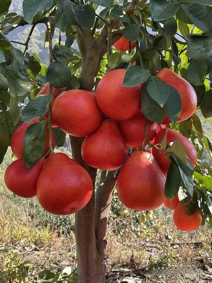 Red Pomelo Lemon Fruit Plant (Hybrid & Grafting) Pack Of-1