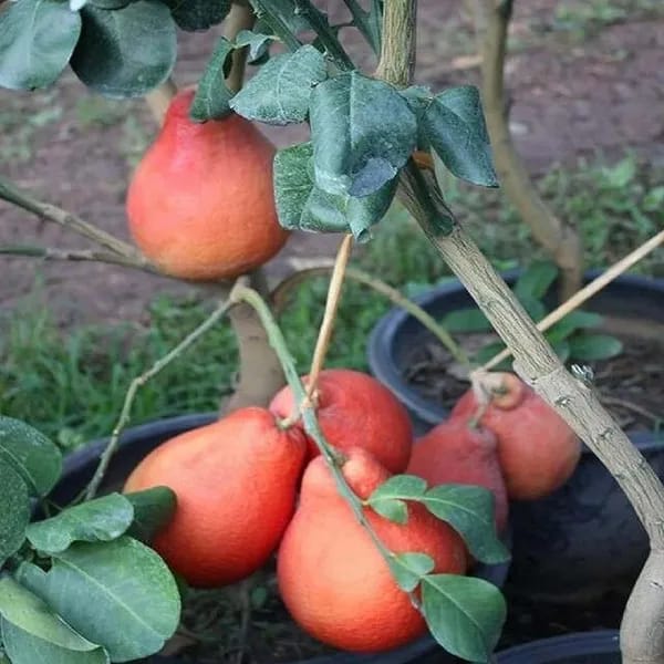 Red Pomelo Lemon Fruit Plant (Hybrid & Grafting) Pack Of-1