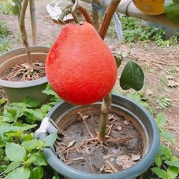 Red Pomelo Lemon Fruit Plant (Hybrid & Grafting) Pack Of-1