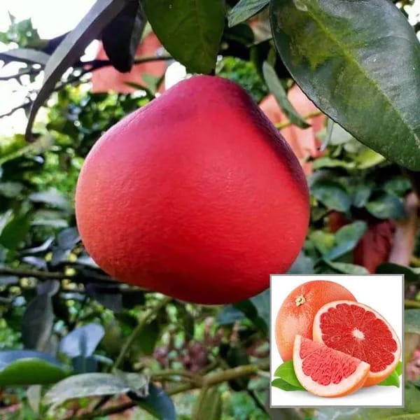 Red Pomelo Lemon Fruit Plant (Hybrid & Grafting) Pack Of-1