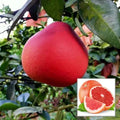 Red Pomelo Lemon Fruit Plant (Hybrid & Grafting) Pack Of-1