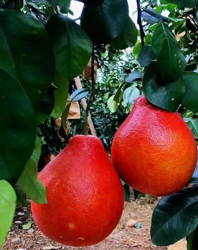 Red Pomelo Lemon Fruit Plant (Hybrid & Grafting) Pack Of-1
