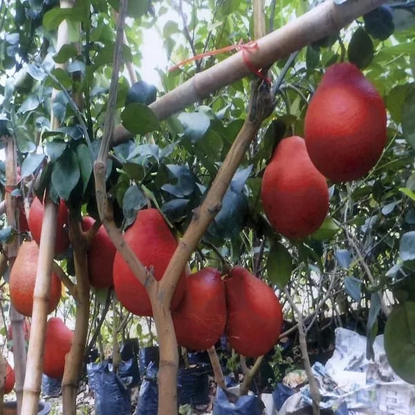 Red Pomelo Lemon Fruit Plant (Hybrid & Grafting) Pack Of-1