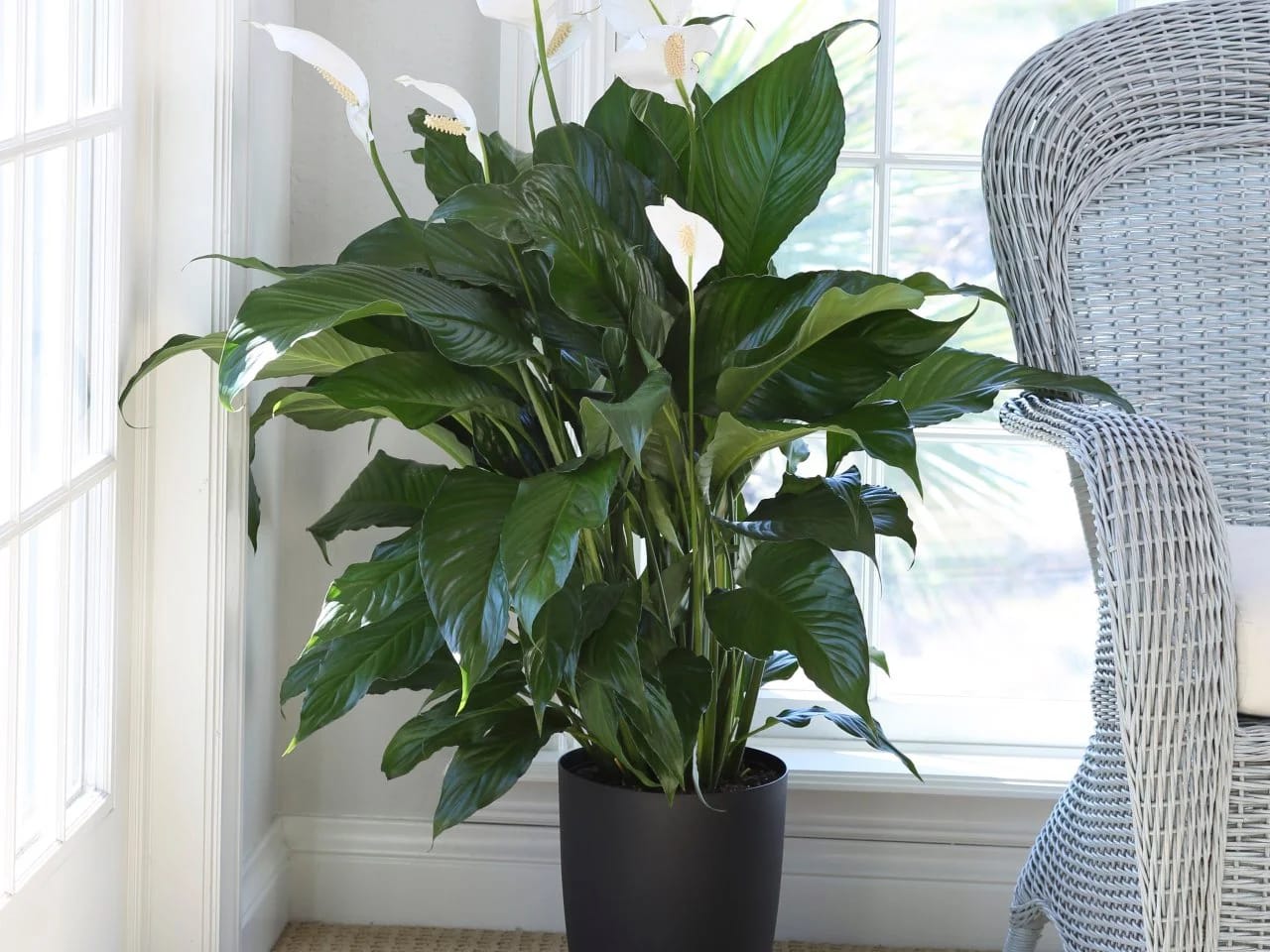 Peace Lily Plant (Pack Of-1)