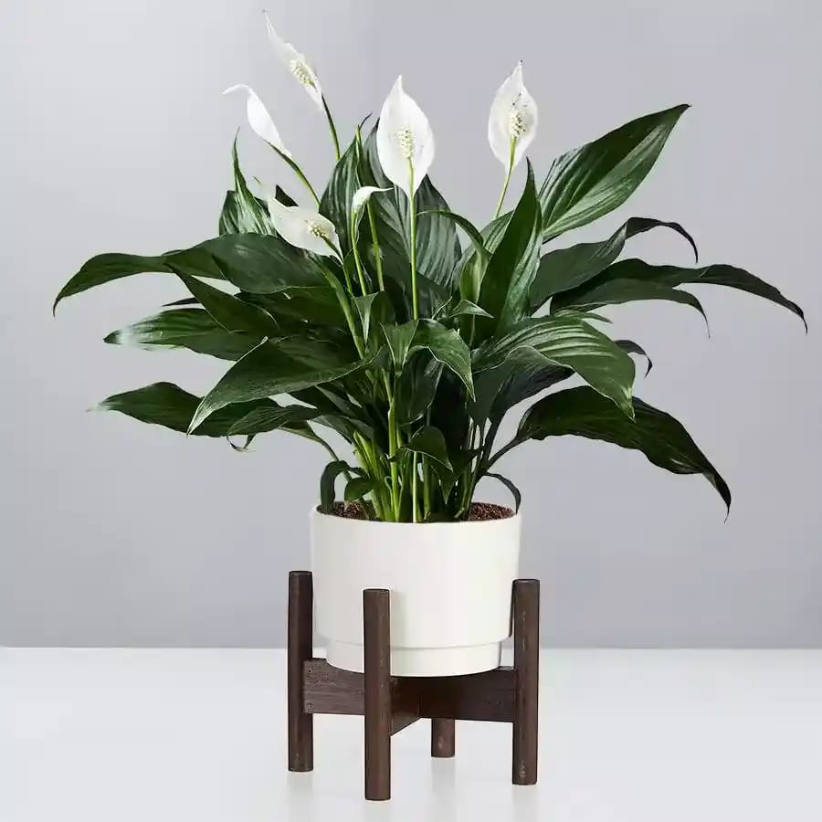 Peace Lily Plant (Pack Of-1)