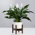 Peace Lily Plant (Pack Of-1)