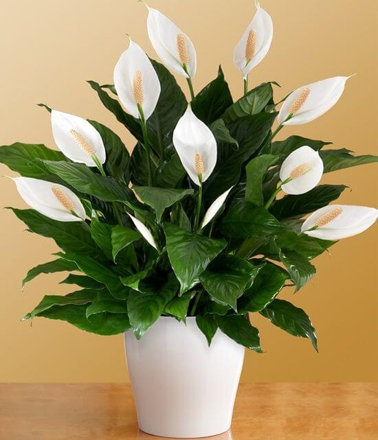 Peace Lily Plant (Pack Of-1)