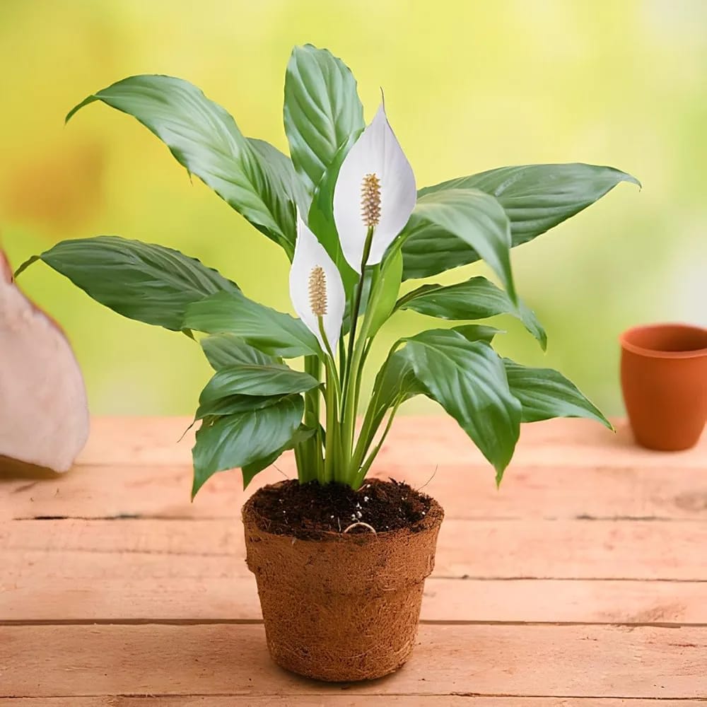 Peace Lily Plant (Pack Of-1)