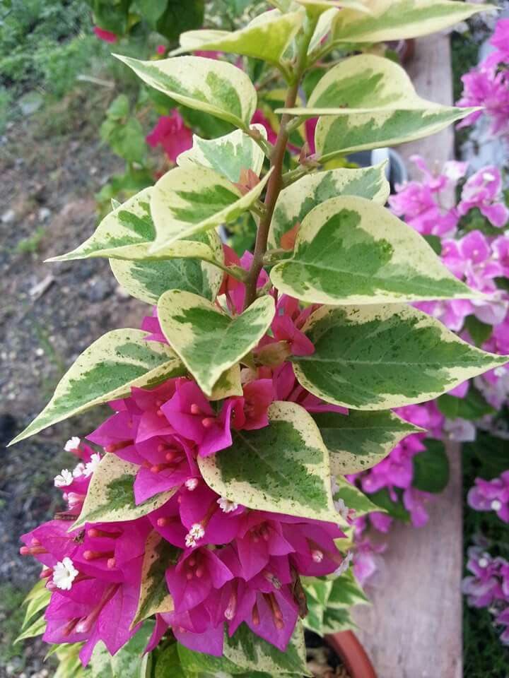 Rainbow Variegated Bougainvillea (Pack Of 1)