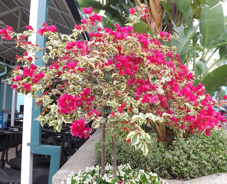 Rainbow Variegated Bougainvillea (Pack Of 1)