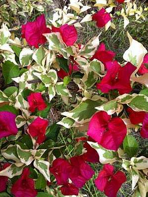Rainbow Variegated Bougainvillea (Pack Of 1)