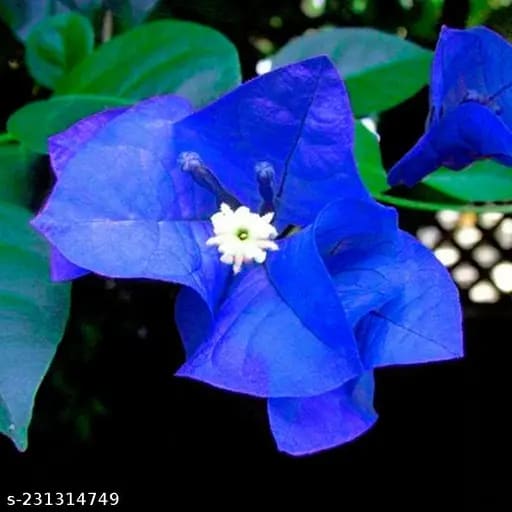 Rare hybrid Blue Bougainville plant | Pack of 1