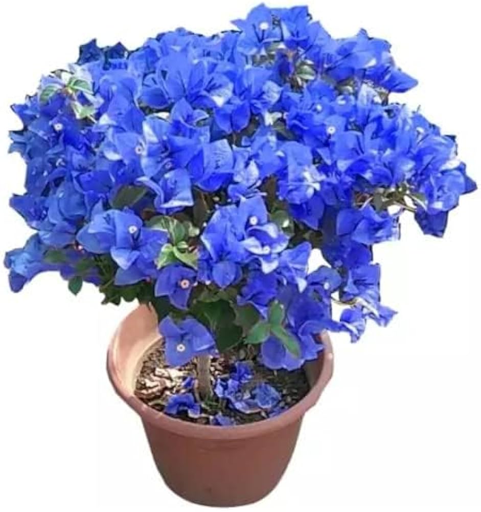 Rare hybrid Blue Bougainville plant | Pack of 1