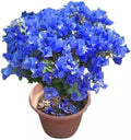 Rare hybrid Blue Bougainville plant | Pack of 1