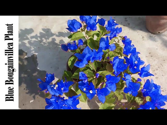 Rare hybrid Blue Bougainville plant | Pack of 1