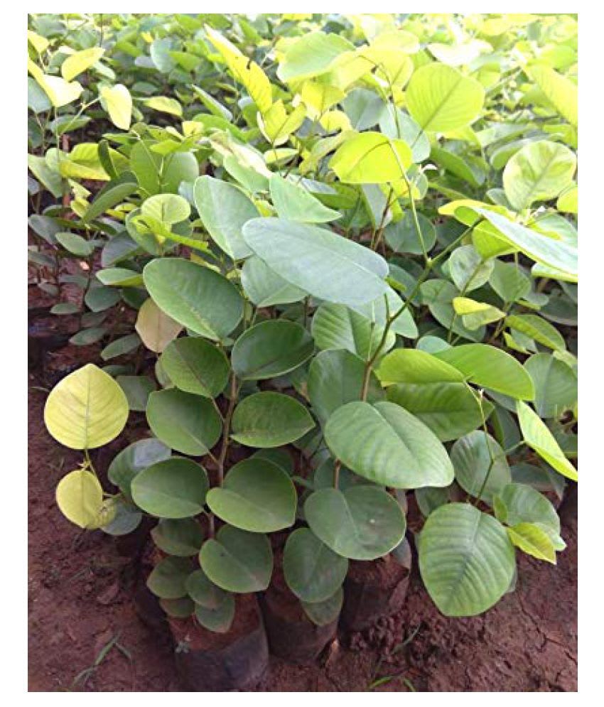 Red_Chandan_Seedling_Plant (Pack Of 1)