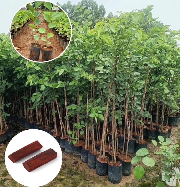 Red_Chandan_Seedling_Plant (Pack Of 1)